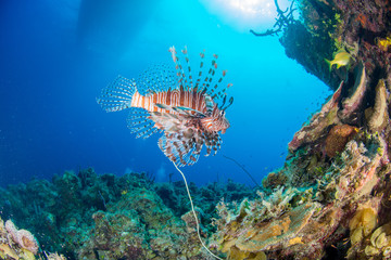 subaquático, corals, mar, peixe, arrecife, oceano, mergulhar, aqua-lung, mergulhador, peixe-leão, azul, natureza, tropical, mergulhar, recife de coral, aquáticas, animais