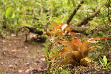 bromelia