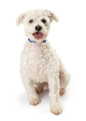White Terrier dog with tongue out isolated