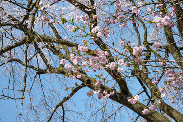 樹木公園の奥州里桜