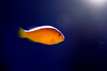 Orange Skunk Clownfish - (Amphiprion sandaracinos)