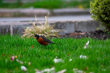 An American Robin on a Front Lawn