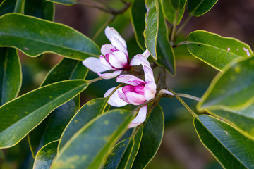 Flower of magnolia - Michelia compressa - are bloom in countryside of Nagasaki prefecture, JAPAN.