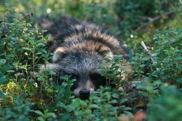 Raccoon dog (Nyctereutes procyonoides) captured in Belarus