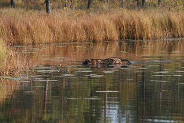 Raccoon dog (Nyctereutes procyonoides) captured in Belarus