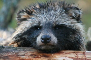 Raccoon dog (Nyctereutes procyonoides) captured in Belarus