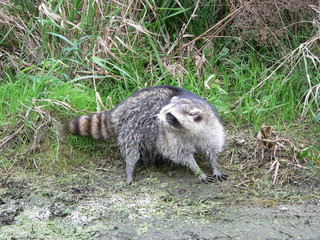 Raccoon dog (Nyctereutes procyonoides) captured in Belarus