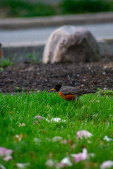 An American Robin on a Front Lawn