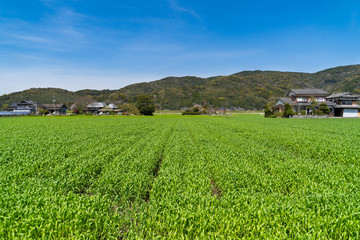 wheat fields are in rural area in Saga prefecture, JAPAN 