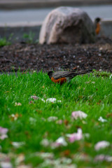 An American Robin on a Front Lawn