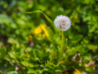 Dandelion fluf_10