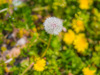 Dandelion fluf_04