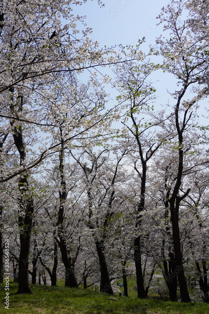 Sticker 根岸森林公園