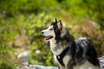 Female Alaskan Malamute looking at the horizon.
