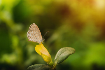 Flower and butterfly in a meadow in nature in the rays of sunlight in summer in the spring close-up of a macro.Butterfly on yellow flower with green natural background.