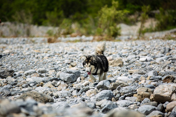 Alaskan Malamute hiking through rocks in canyon.
