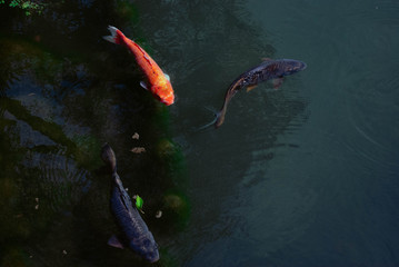 Koi Pond