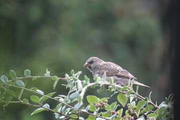 A sparrow on a green branch