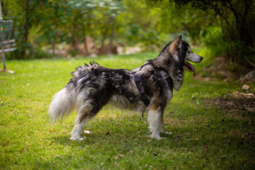 Alaskan Malamute full body standing sideways in park.