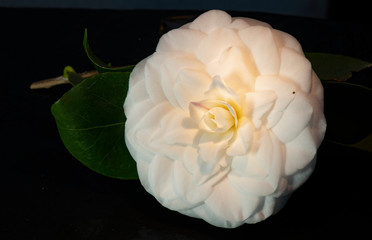 White camellia flower in Galicia