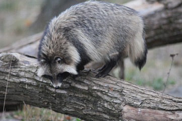 Raccoon dog (Nyctereutes procyonoides) captured in Belarus