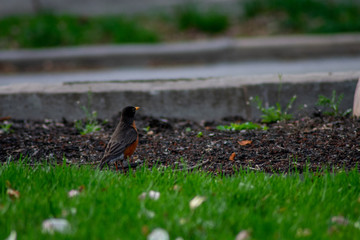 An American Robin on a Front Lawn