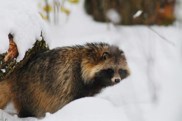 Obraz premium Raccoon dog (Nyctereutes procyonoides) captured in Belarus