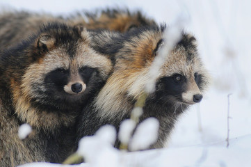 Raccoon dog (Nyctereutes procyonoides) captured in Belarus