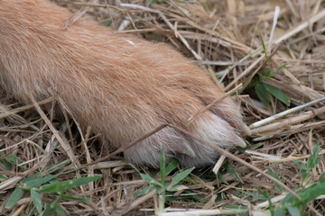 Brown dog feet on a garden background