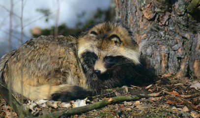 Raccoon dog (Nyctereutes procyonoides) captured in Belarus