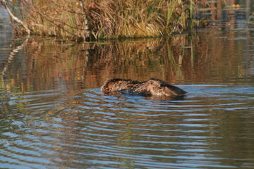 Raccoon dog (Nyctereutes procyonoides) captured in Belarus