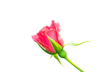 Obraz premium pink rose isolated on white background