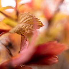 Red leaf close-up