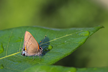 Moth on longan