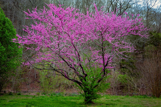 Redbud Tree in Full Bloom