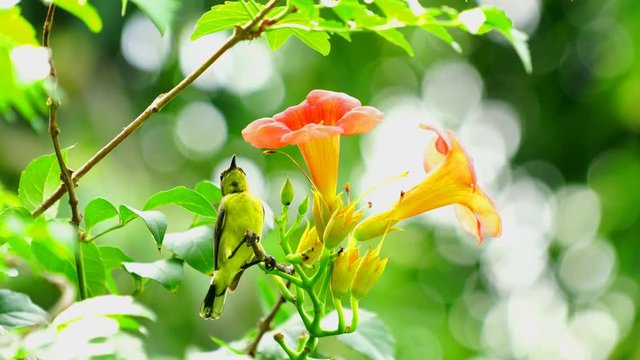 Olive backed Sunbird drinks nectar from a pollen at orange flower in the morning of summer with nature sounds, birds singing.