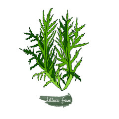 Spicy herbs. Lettuce frisee. Color image of a plant on a white isolated background. Vector illustration is drawn by hand. Doodle style