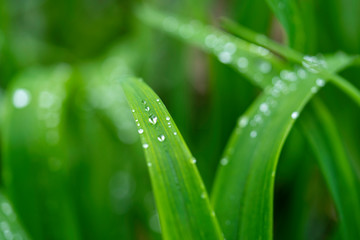 Droplets Dripping Down After a Morning Rain Shower
