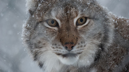 Lynx