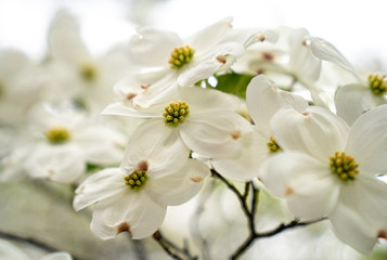 White dogwood blossoms closeup