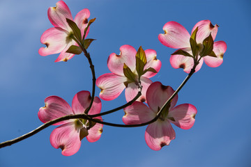 pink dogwoods macro 