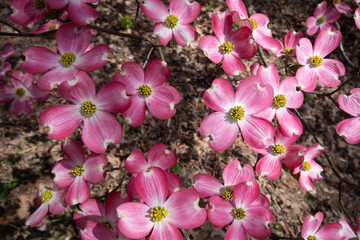 pink dogwood bloom brightly 