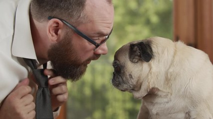 Businessman with dress shirt and tie gives cute pug dog kiss goodbye and leaves for work. Themes of friendship, love, affection, caring.