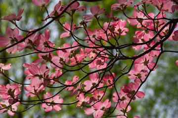 group of pink dogwood blooms on a branch