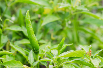 Fresh chilli on the tree.Chilli pepper garden concept.