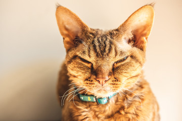 Devon rex © Kuba