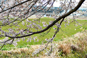 View of full blooming of cherry blossom along Muko river in Sanda city, Hyogo, Japan