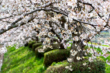 View of full blooming of cherry blossom along Muko river in Sanda city, Hyogo, Japan