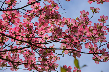 pink dogwoods blooms on a branch