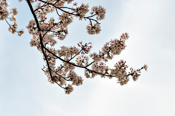 View of full blooming of cherry blossom along Muko river in Sanda city, Hyogo, Japan